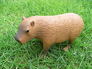 CAPYBARA-05.jpg