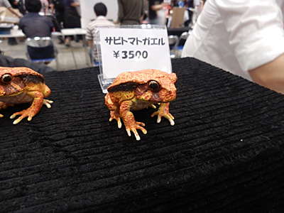 WF2011-summer-080.jpg